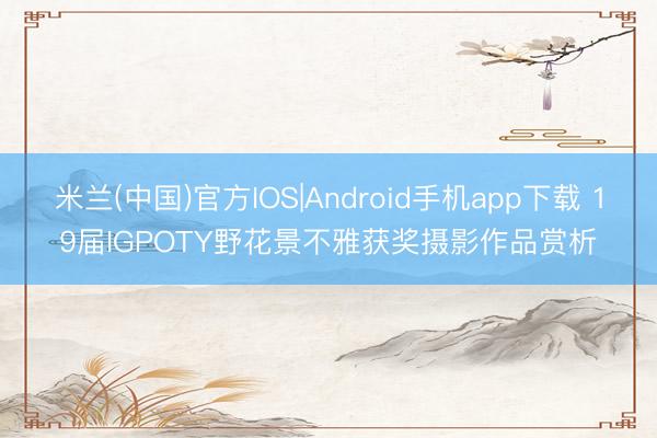 米兰(中国)官方IOS|Android手机app下载 19届IGPOTY野花景不雅获奖摄影作品赏析